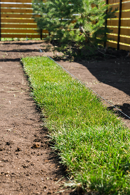 lush green grass growing in a neat strip along the edge of a dirt path, surrounded by wooden fence and trees, emphasizing landscaping and garden beauty