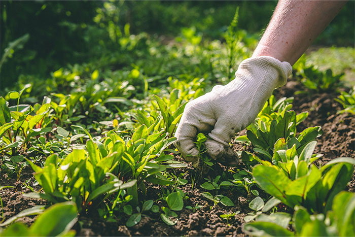 Softscaping Services in Sutton Coldfield | Lee Way Landscapes gallery image 3